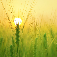 Beathe Kristine Idland Lund